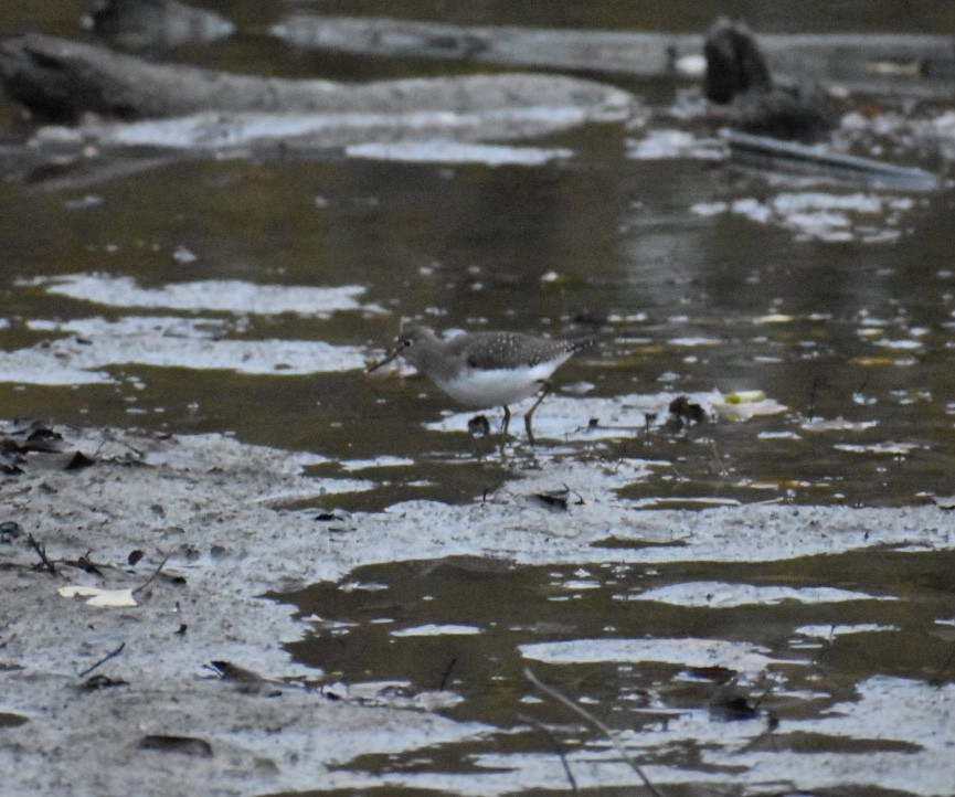 Solitary Sandpiper - ML273160251