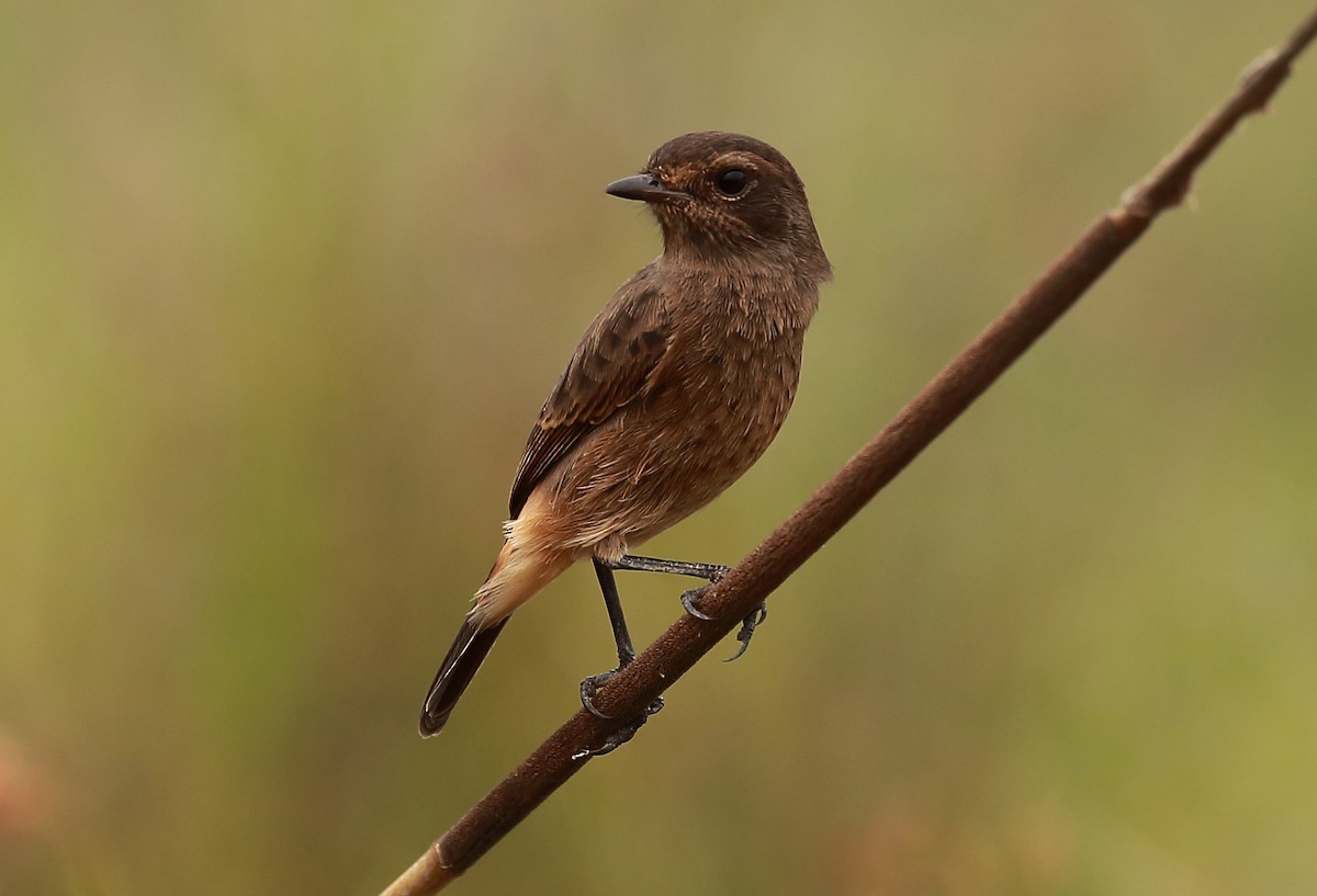 Pied Bushchat - ML273161281