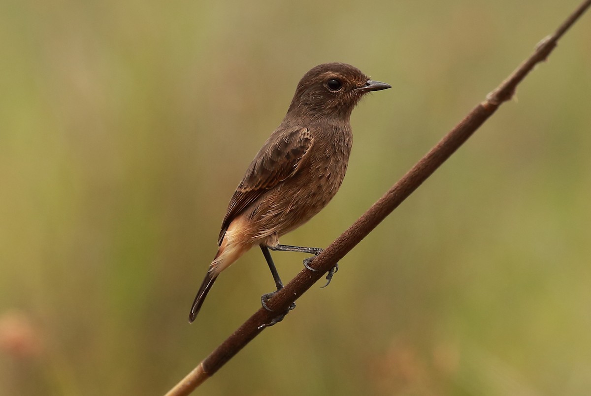 Pied Bushchat - ML273161421