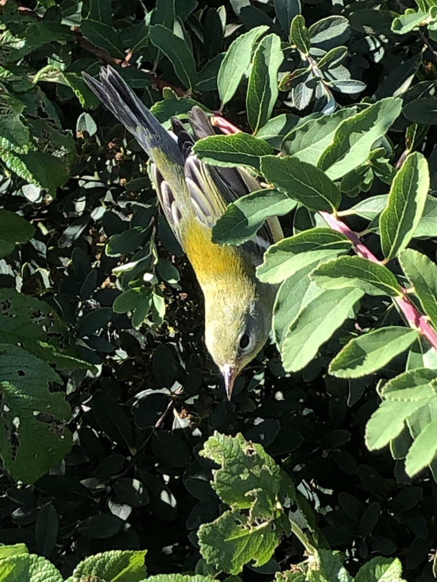 Northern Parula - ML273161561