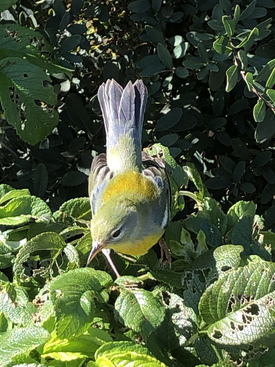 Northern Parula - ML273161571