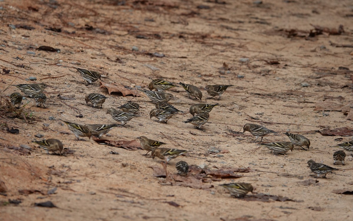 Pine Siskin - ML273161611