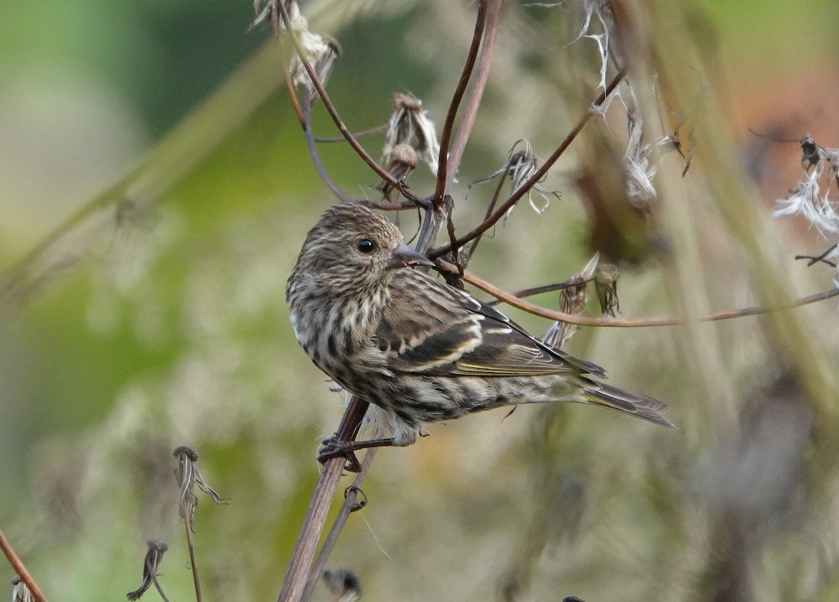 Pine Siskin - Mark Goodwin