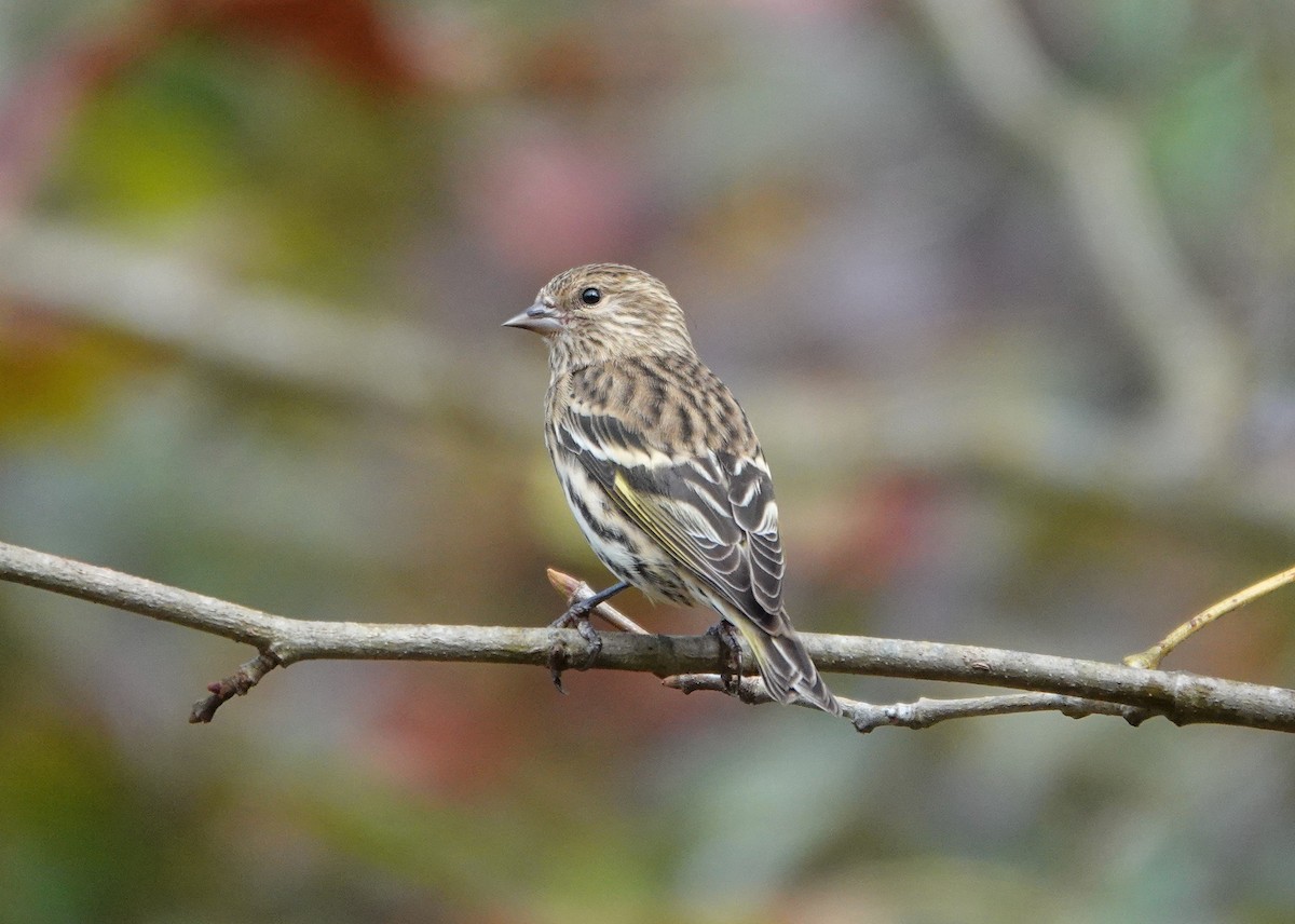 Pine Siskin - Mark Goodwin