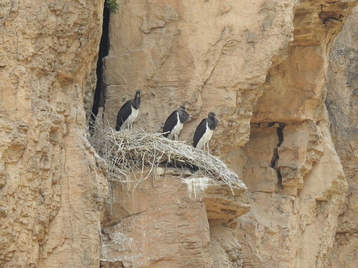 Black Stork - ML273163631