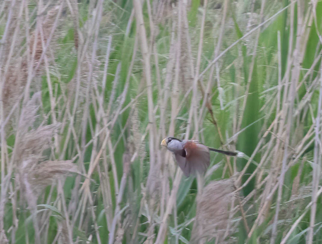 Reed Parrotbill - ML273163771