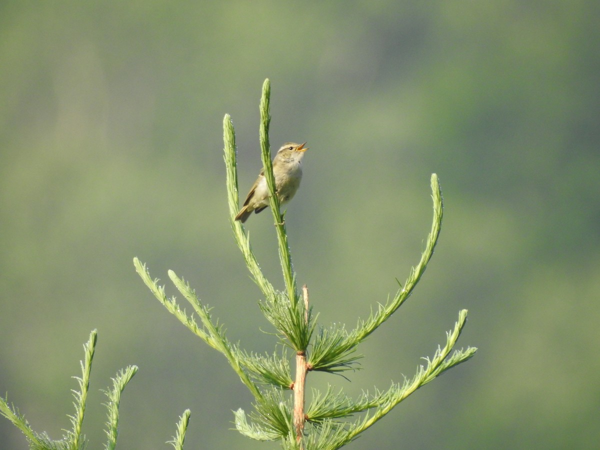 Chinese Leaf Warbler - ML273163911