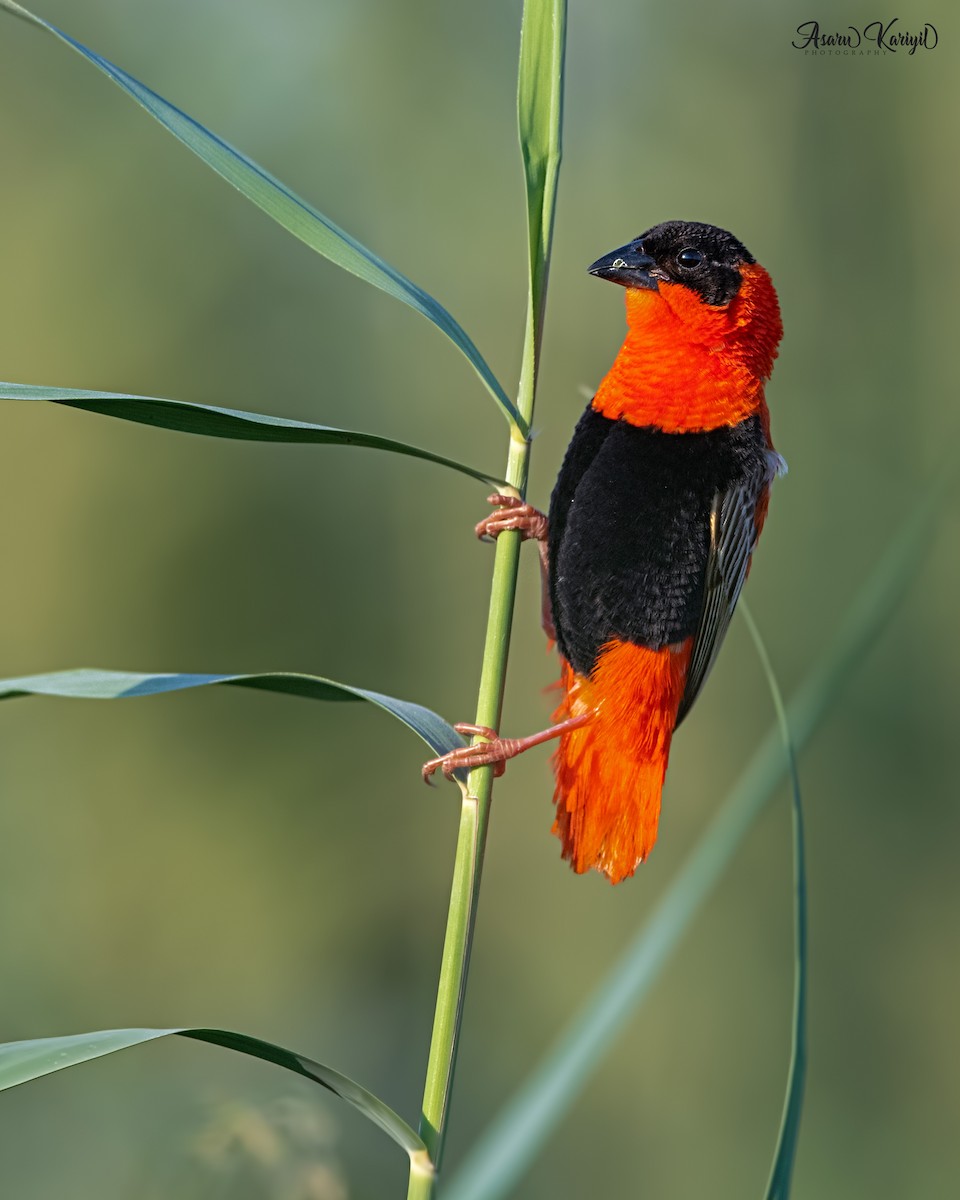 Northern Red Bishop - ML273164981