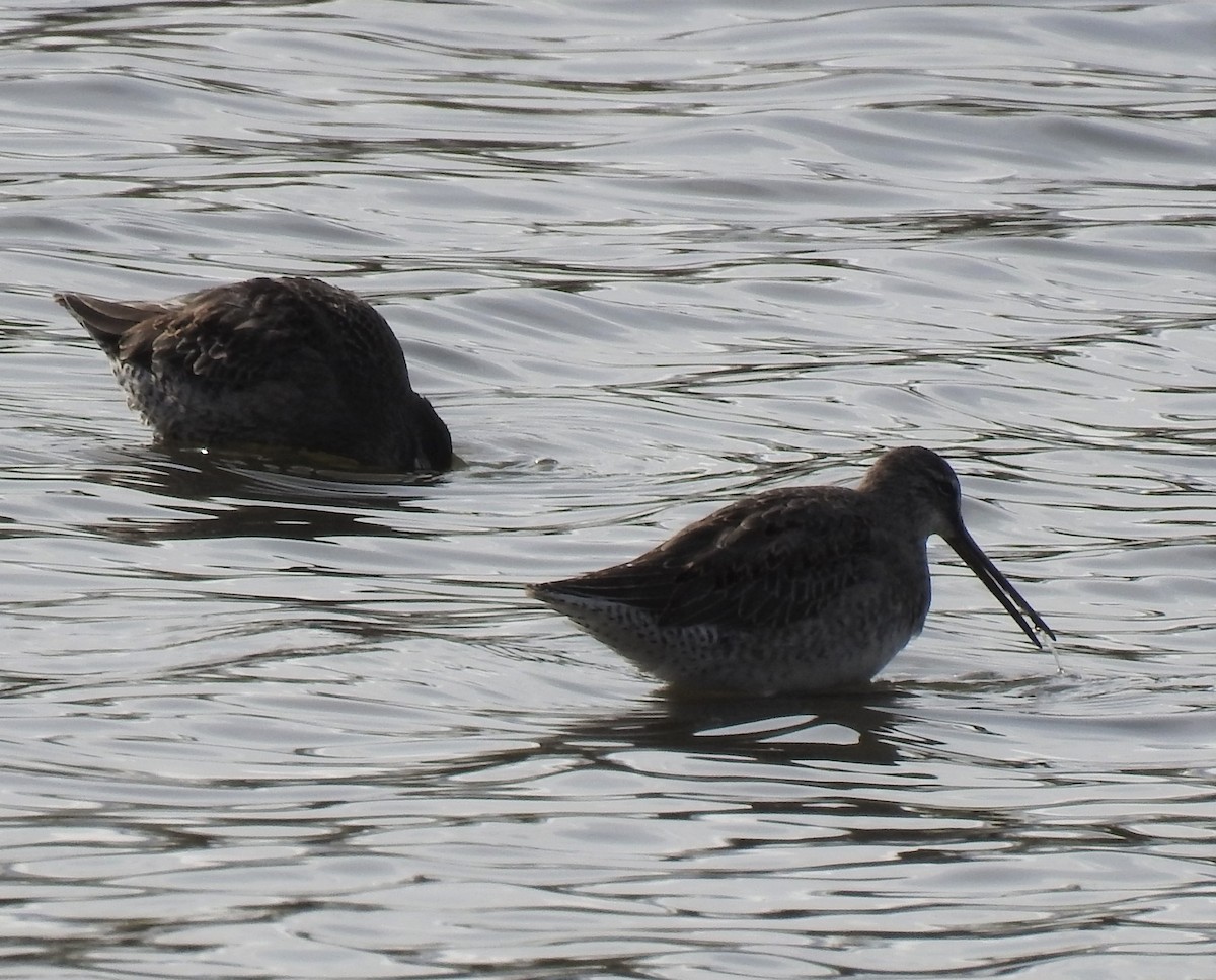 Long-billed Dowitcher - ML273165581