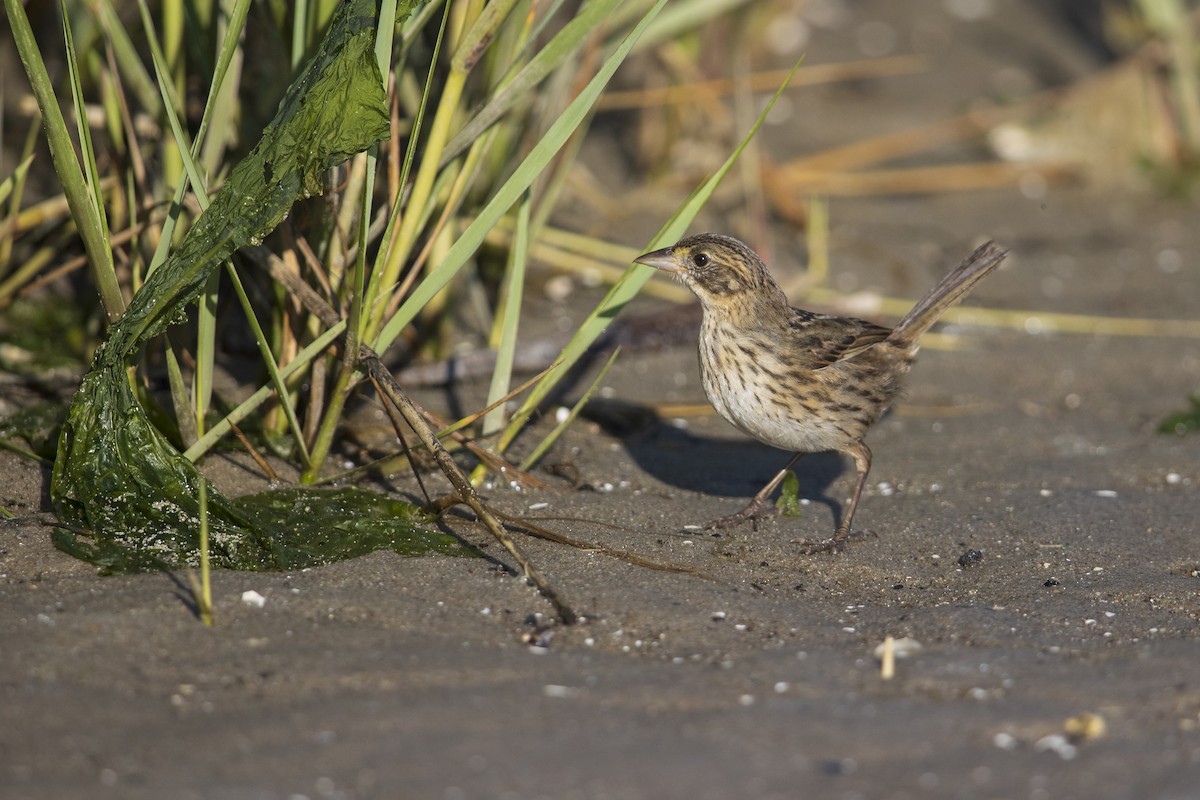 Seaside Sparrow - Michael Stubblefield