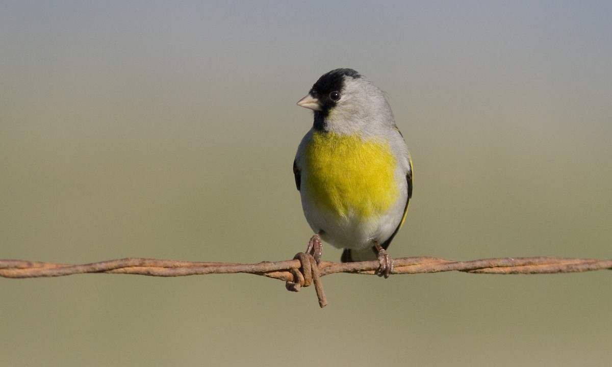 Lawrence's Goldfinch - Brian Sullivan