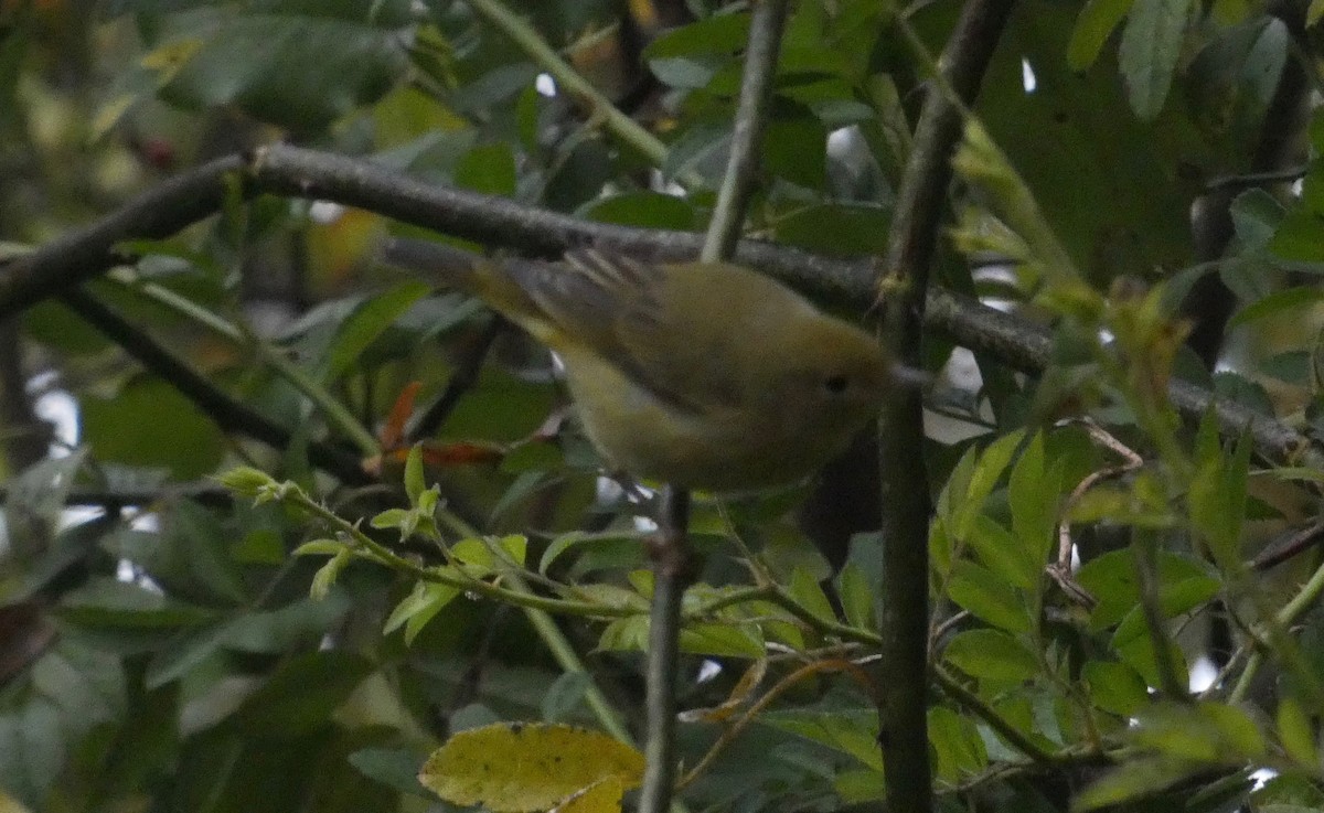 Yellow Warbler - ML273168781