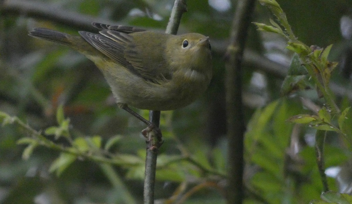 Yellow Warbler - ML273168791