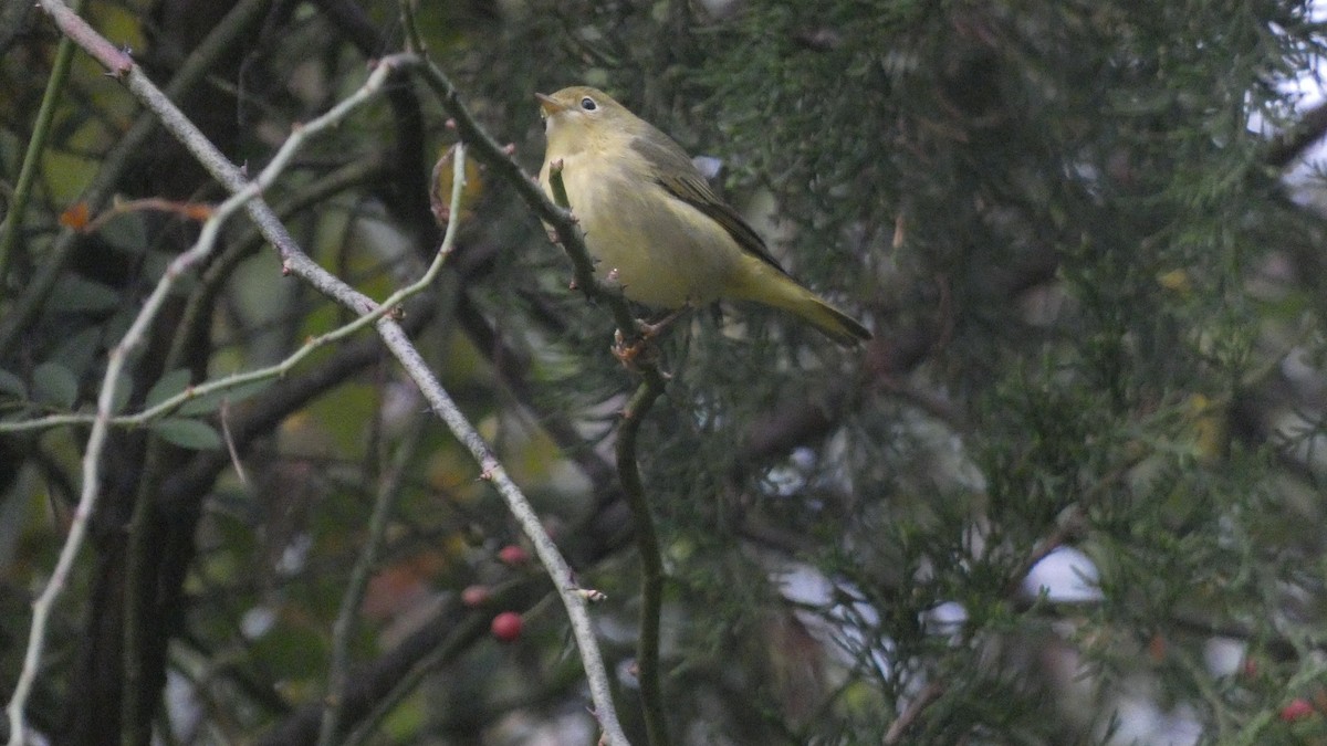 Yellow Warbler - ML273168811