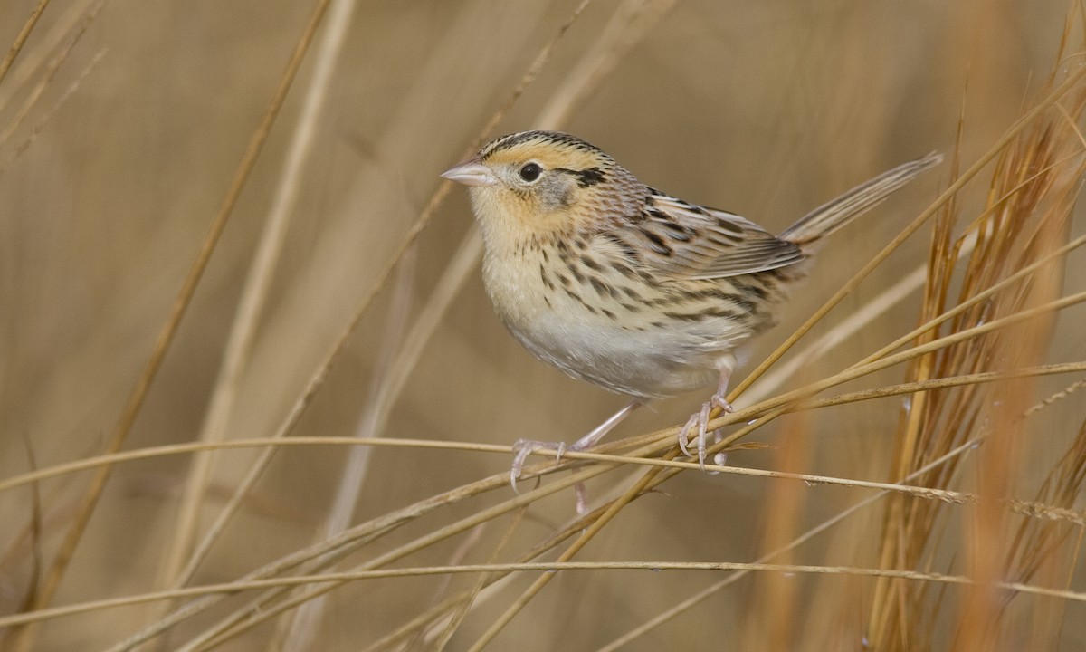 LeConte's Sparrow - Brian Sullivan