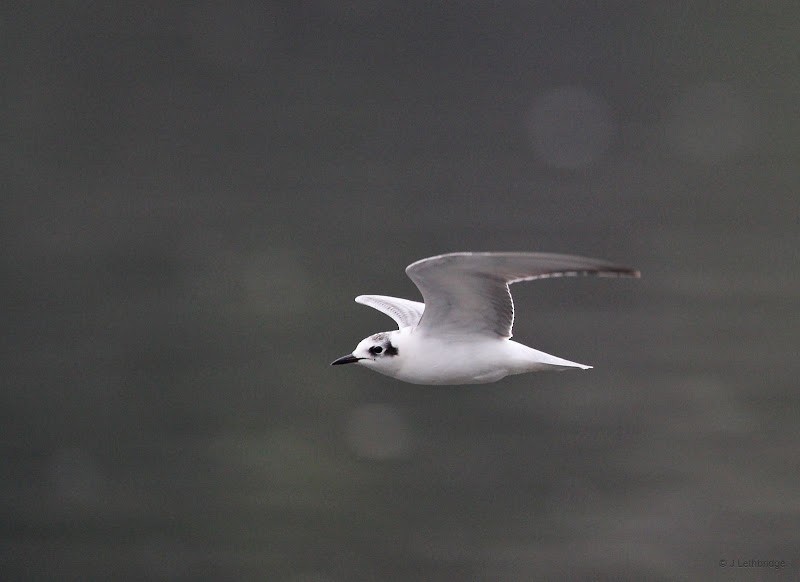White-winged Tern - ML273169721