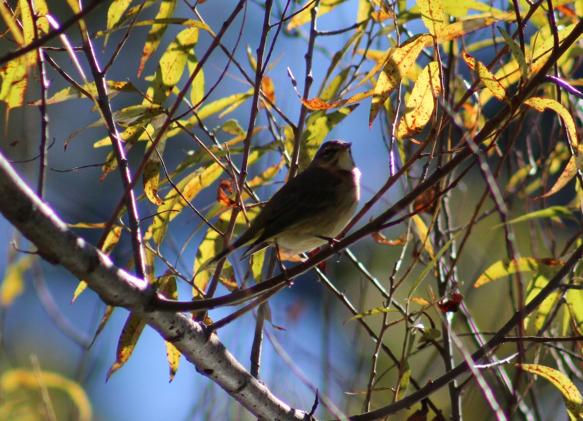 Palm Warbler - Anonymous