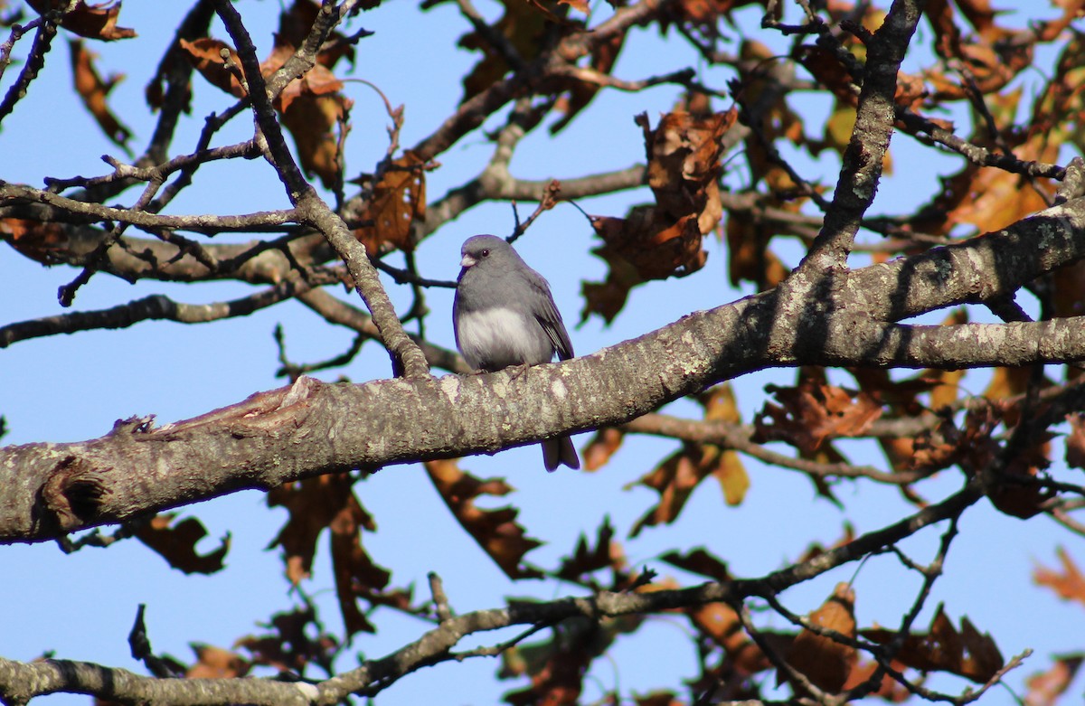 Dark-eyed Junco - ML273173541