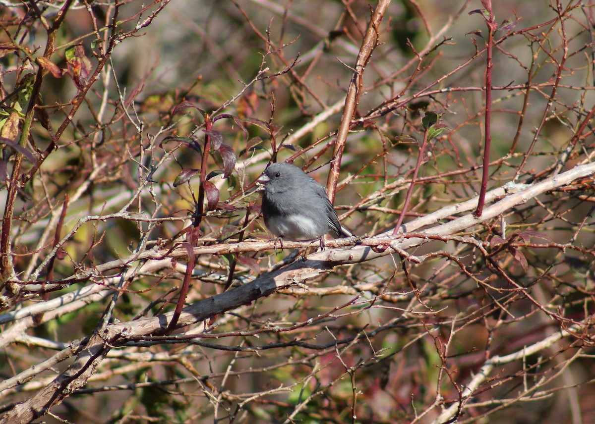 Dark-eyed Junco - Anonymous