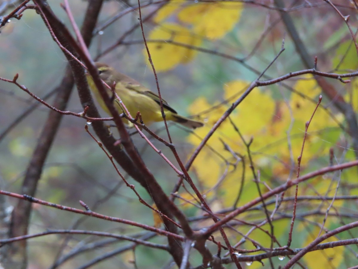 Palm Warbler - ML273174761