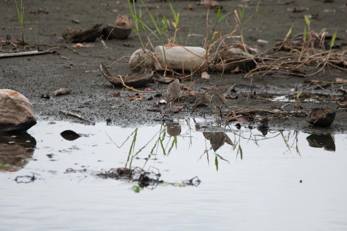 Long-billed Dowitcher - ML273175871