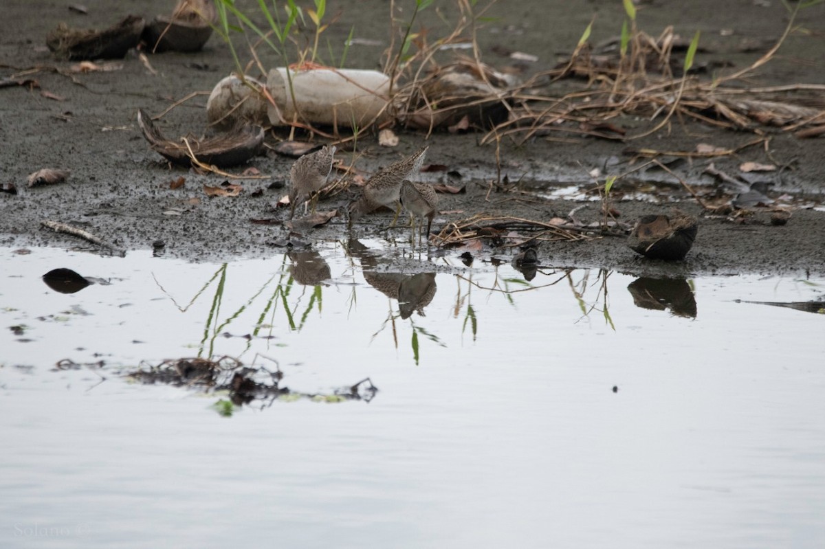 Long-billed Dowitcher - ML273175881