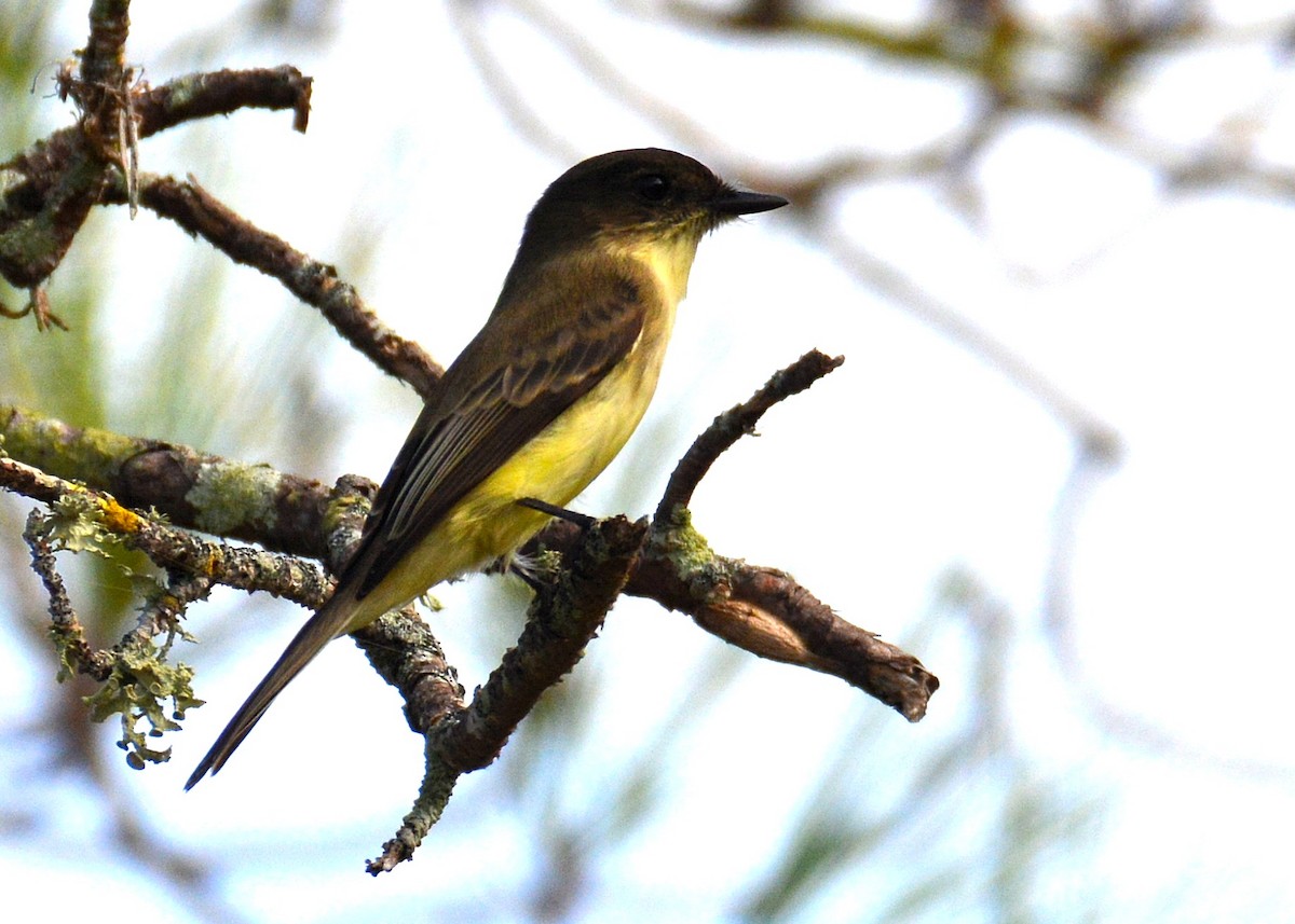 Eastern Phoebe - John Whitehead