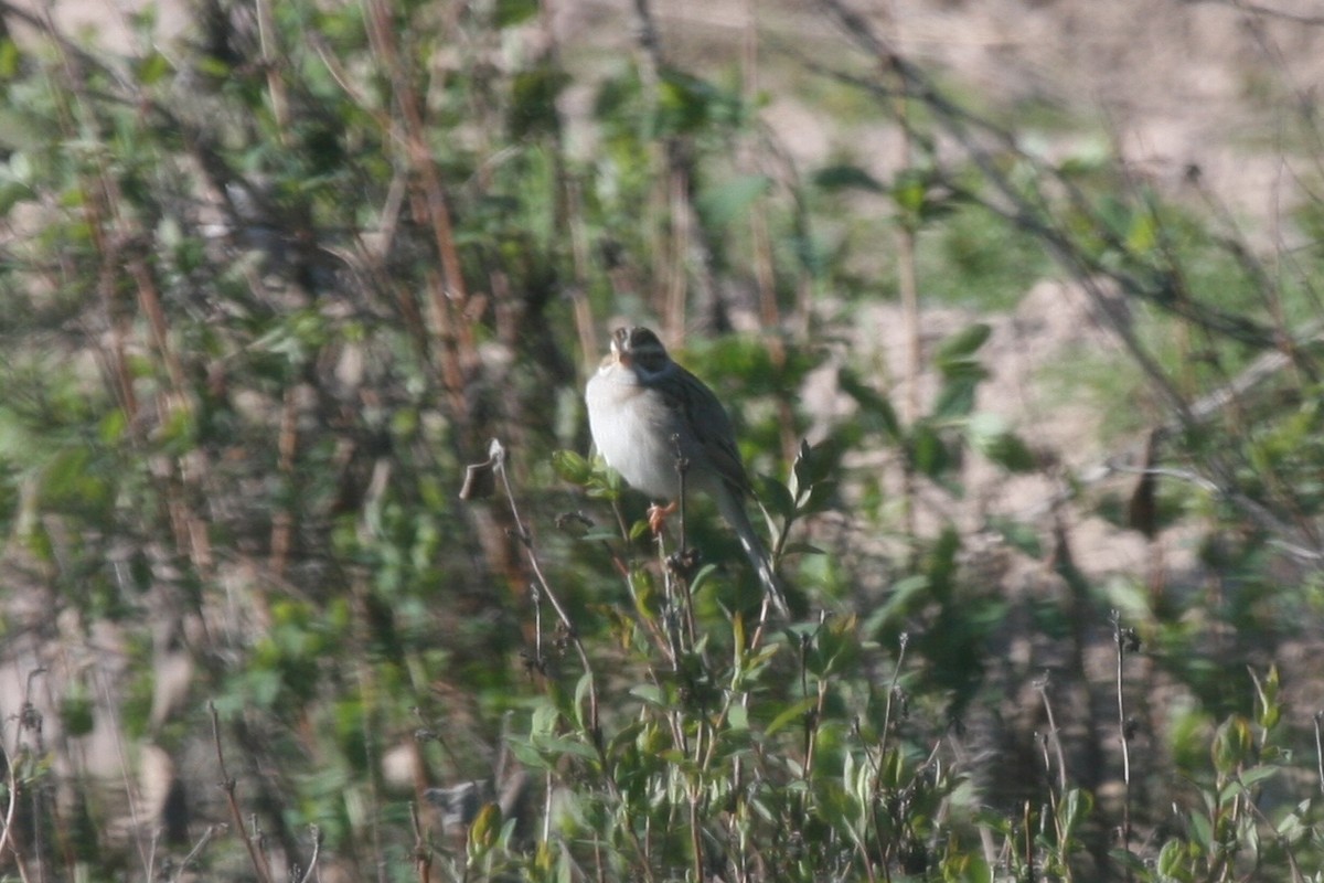 Clay-colored Sparrow - ML273179041