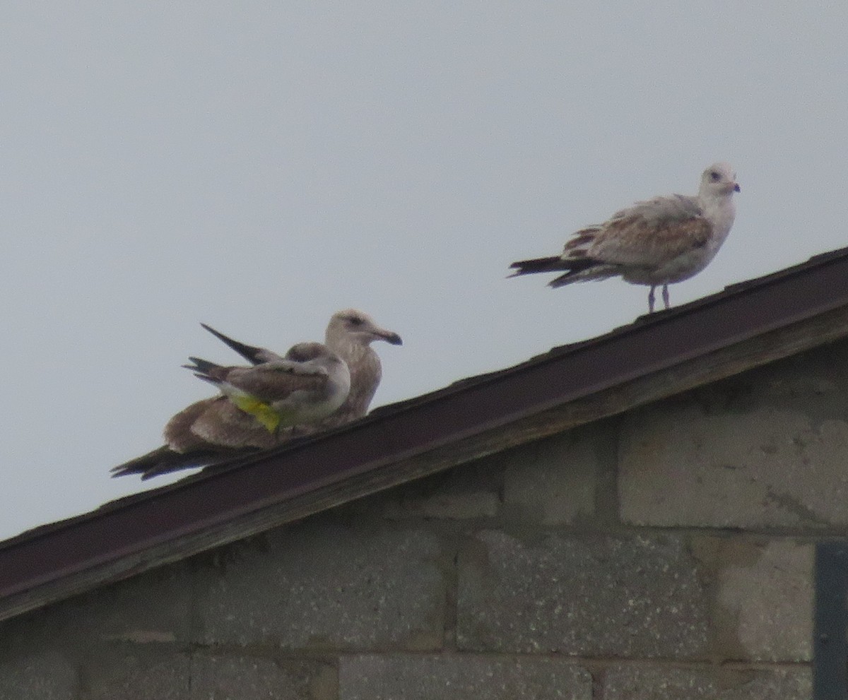 Herring Gull - ML273181181