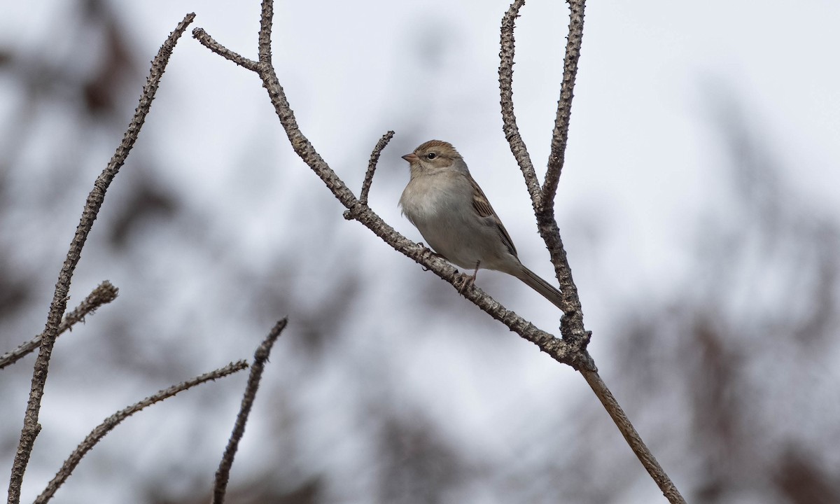 Chipping Sparrow - Paul Fenwick