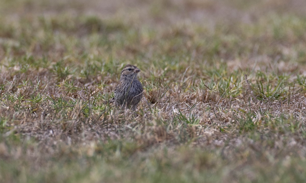 Chipping Sparrow - ML273182321