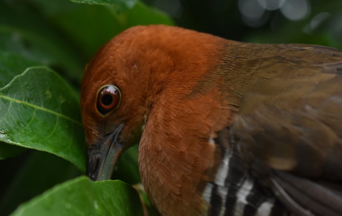 Slaty-legged Crake - ML273183351