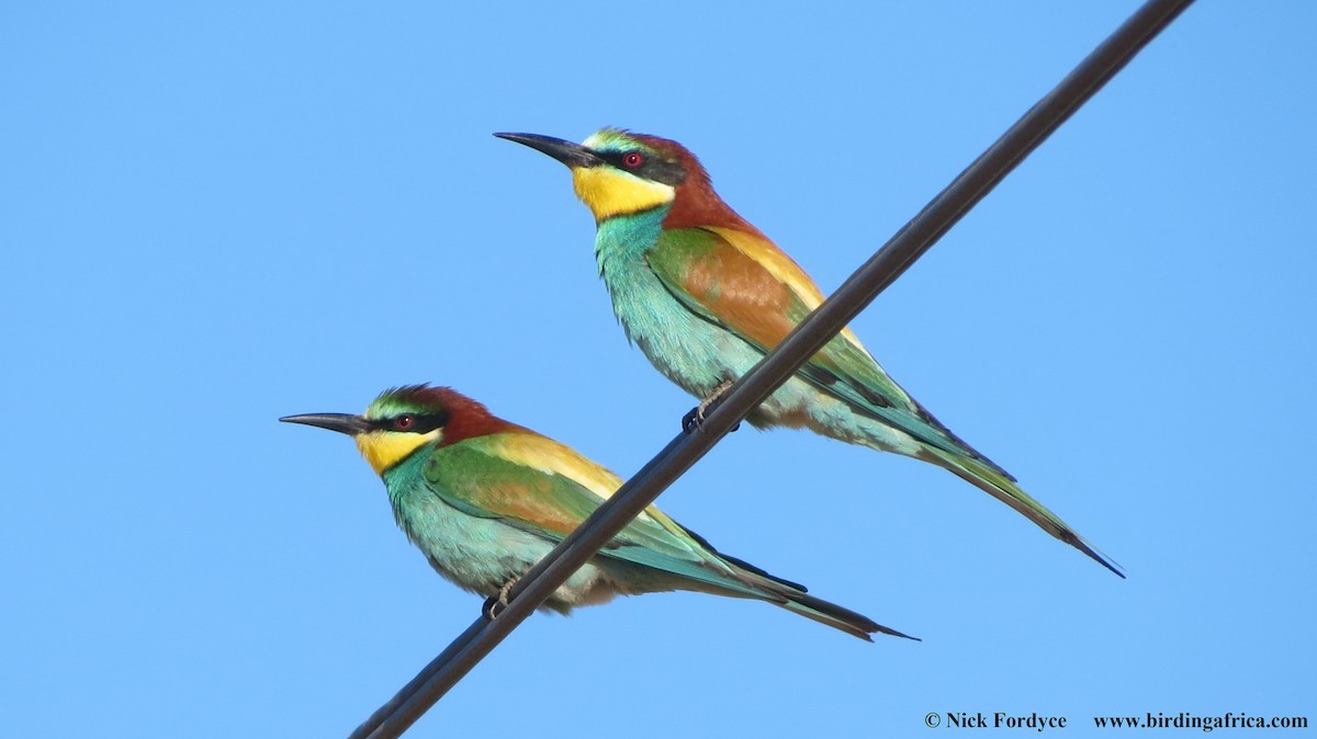 European Bee-eater - Nicholas Fordyce - Birding Africa