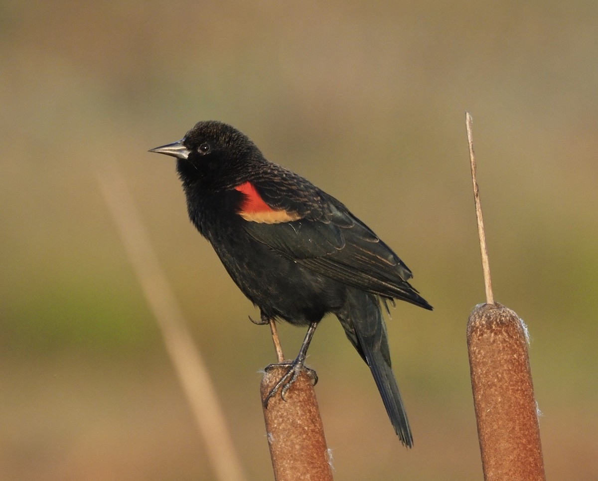 Red-winged Blackbird - Bob Foehring