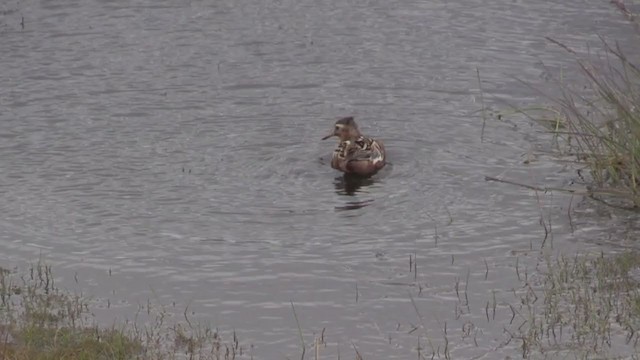 Phalarope à bec large - ML273185871