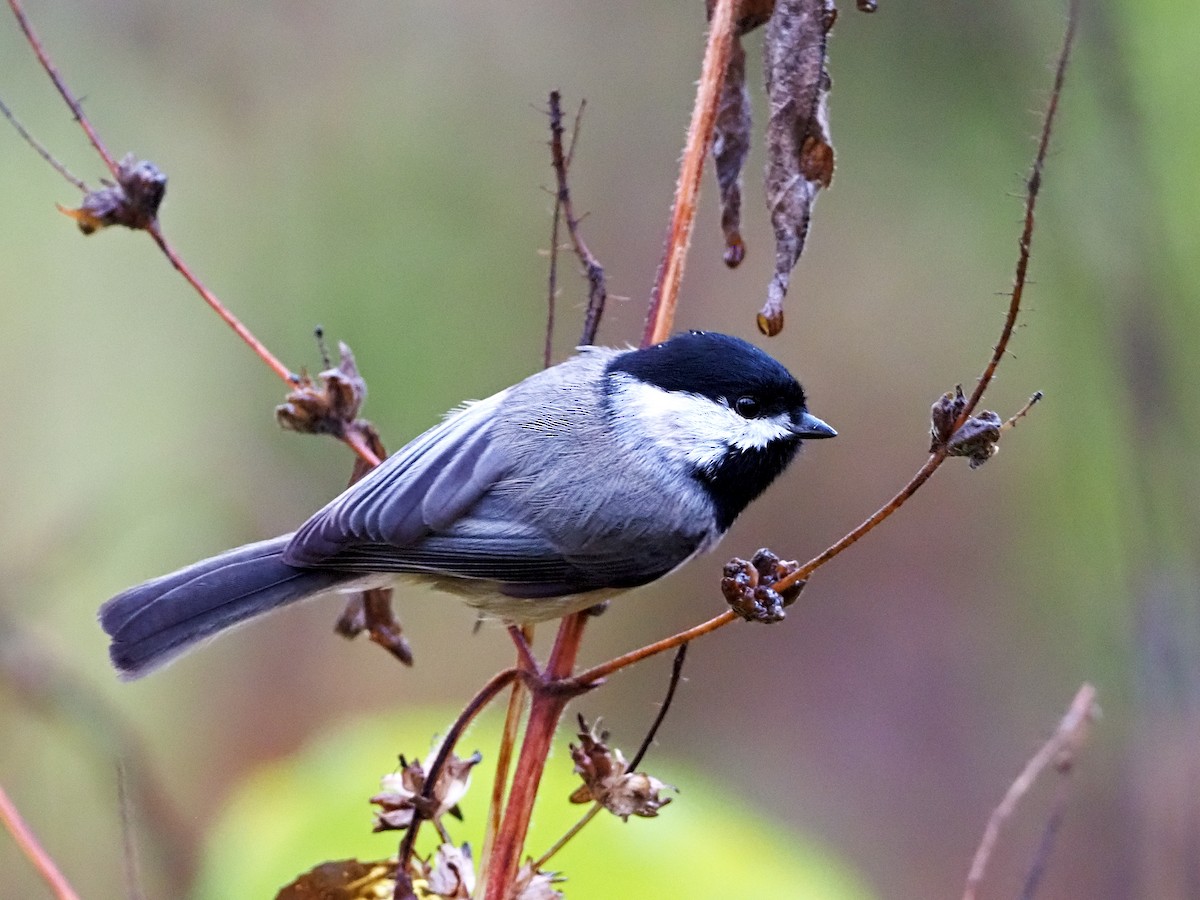 Carolina Chickadee - ML273187261