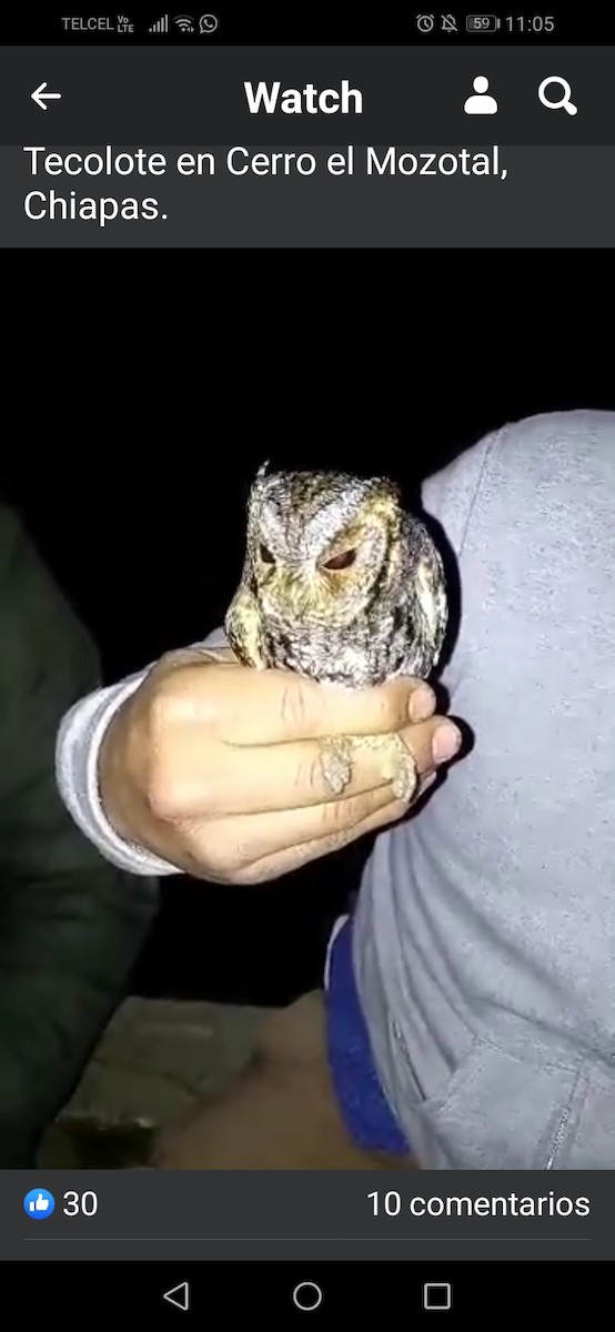 Flammulated Owl - ML273187311