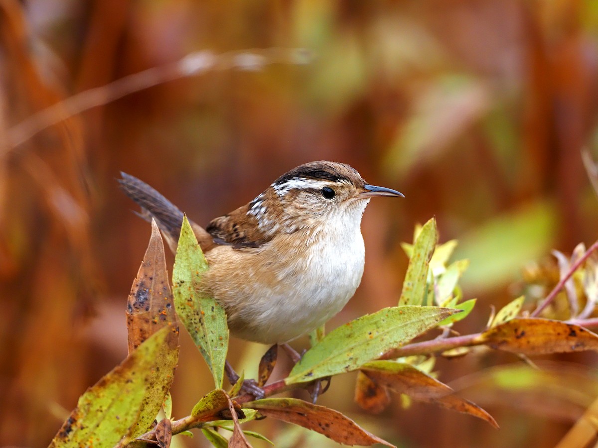 Marsh Wren - Gary Mueller