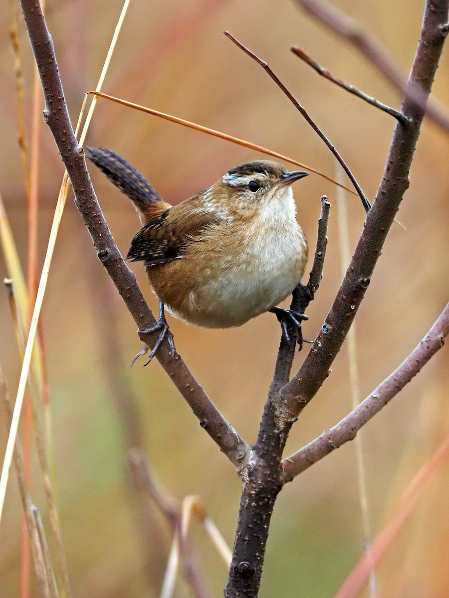 Marsh Wren - ML273187501