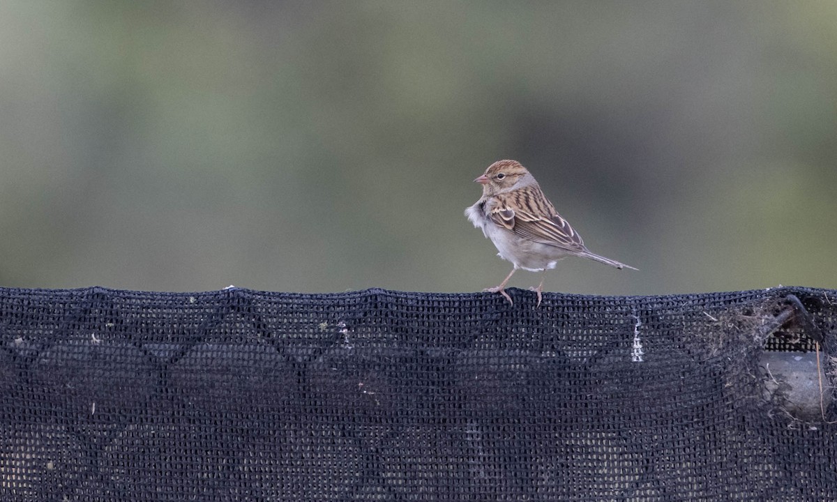 Chipping Sparrow - Paul Fenwick
