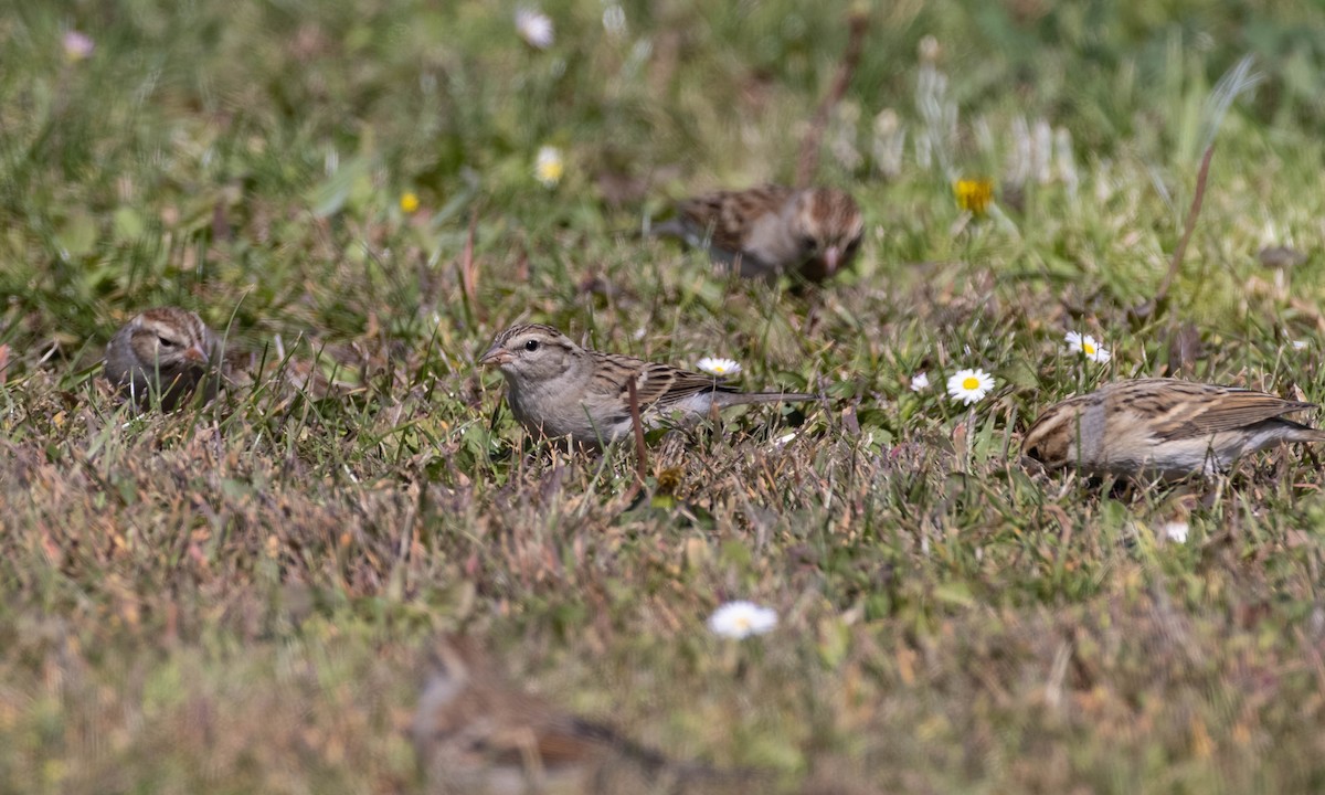 Chipping Sparrow - ML273188531