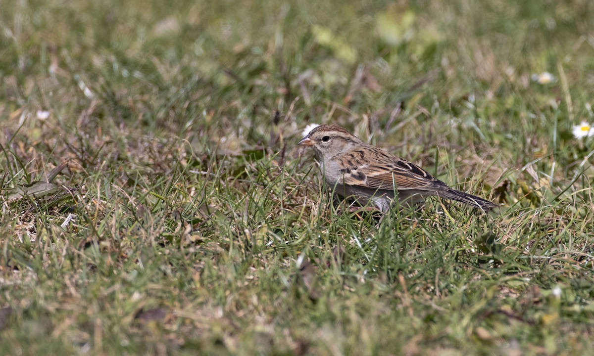 Chipping Sparrow - Paul Fenwick