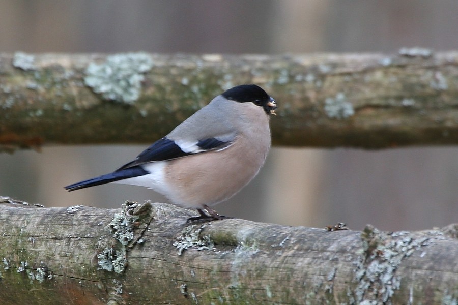 Eurasian Bullfinch (Eurasian) - Pavel Parkhaev