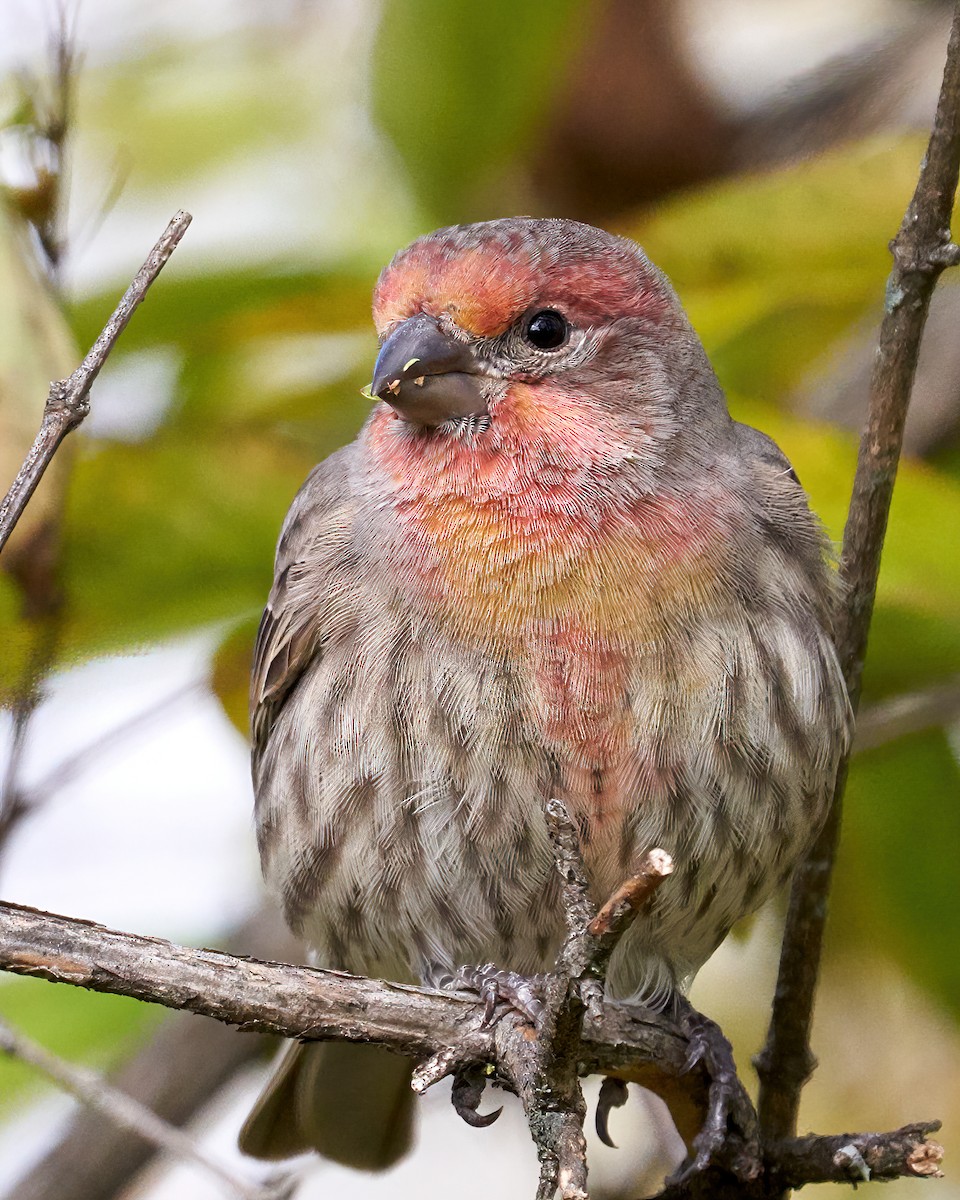 House Finch - ML273191591