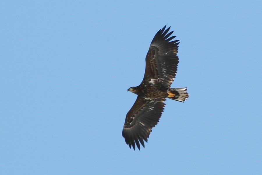 White-tailed Eagle - ML273192301