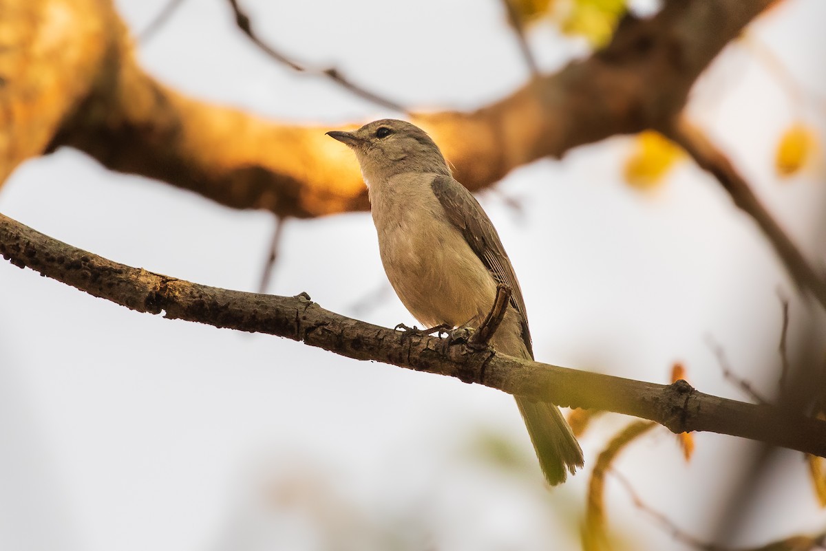 Pale Flycatcher - ML273193491