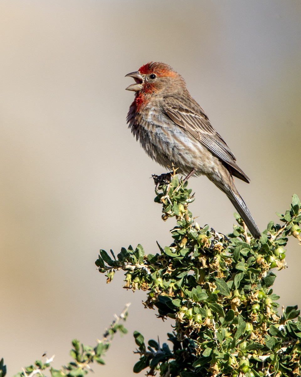 House Finch - ML273193811