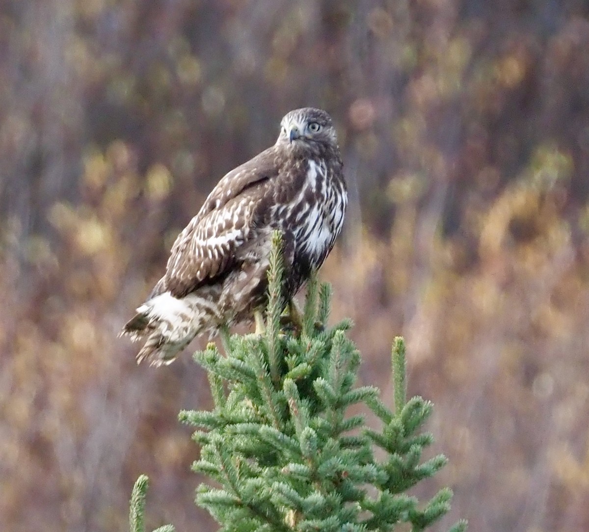 Red-tailed Hawk (Harlan's) - ML273194001
