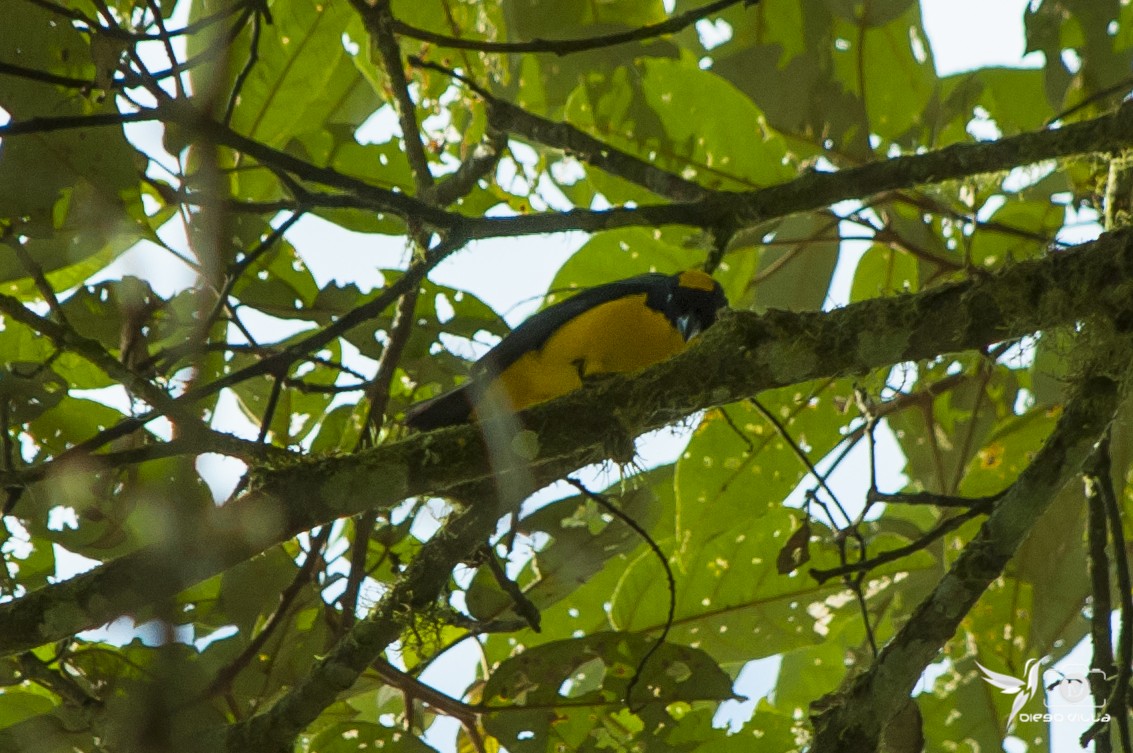 Blue-winged Mountain Tanager - Diego Villarreal Mejía