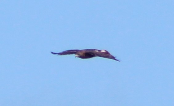 Red-shouldered Hawk - ML273195151